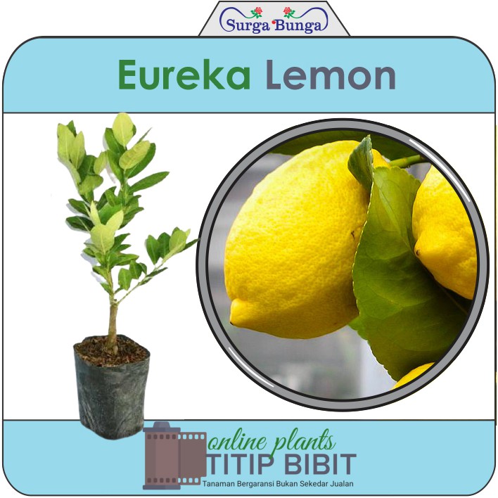 lemon eureka bibit tanaman hias buah