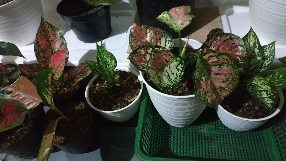 Aglaonema Dud Tri Colour/bunga Tri Colour