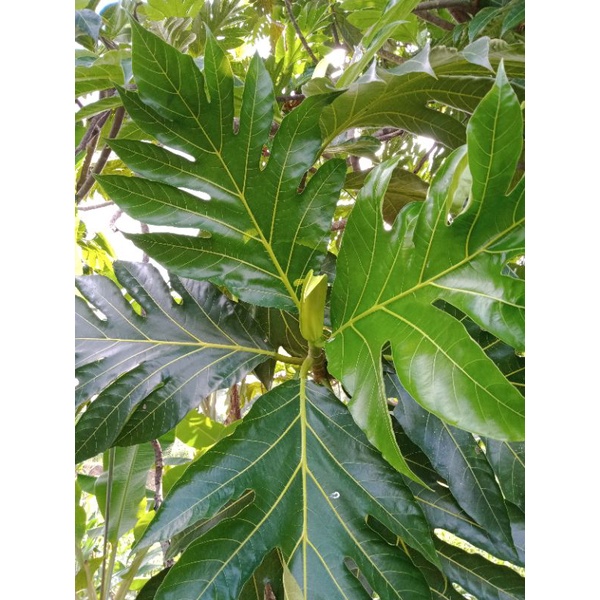 

300 gram Daun Sukun Segar Herbal Obat Alami Obat Tradisional Jamu Herbal Daun Sukun Segar Fresh