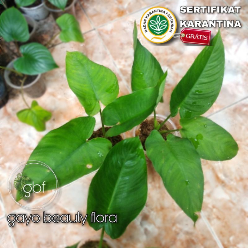 Tanaman Hias Homalomena Sp. - Hijau / Homalomena Hijau / Borneo Sp.