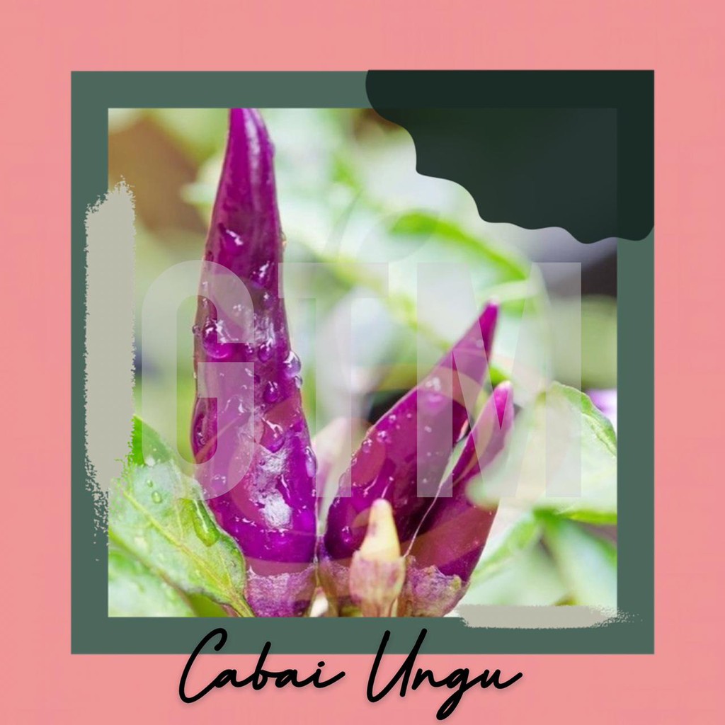 Tanaman Cabe Ungu/hitam - Cabe Ungu - Cabe Ungu Berbuah - Bibit Cabe Ungu Berbuah