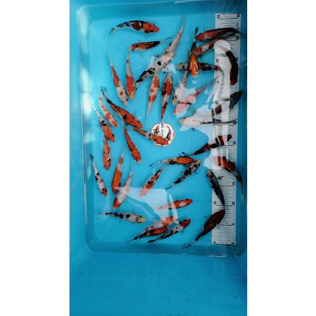 Ikan Koi Blitar uk. 10-15cm grade A warna cantik