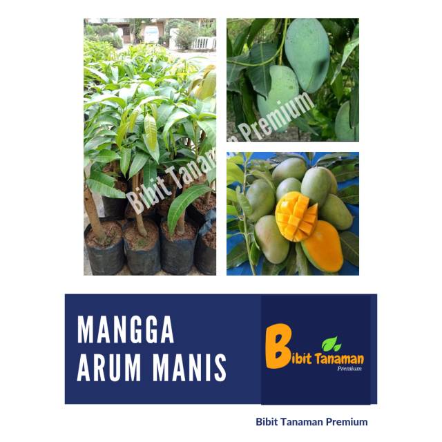 BIBIT MANGGA ARUM MANIS/HARUM MANIS (BIBIT TANAMAN PREMIUM)