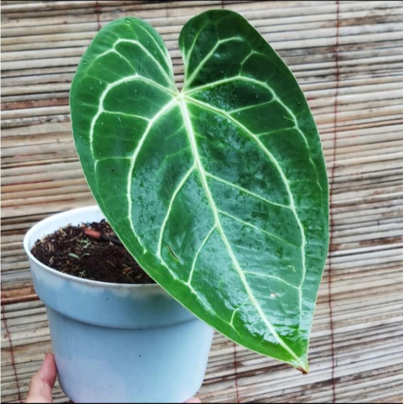 Bibit antorium kuping gajah magnificum,batang kotak