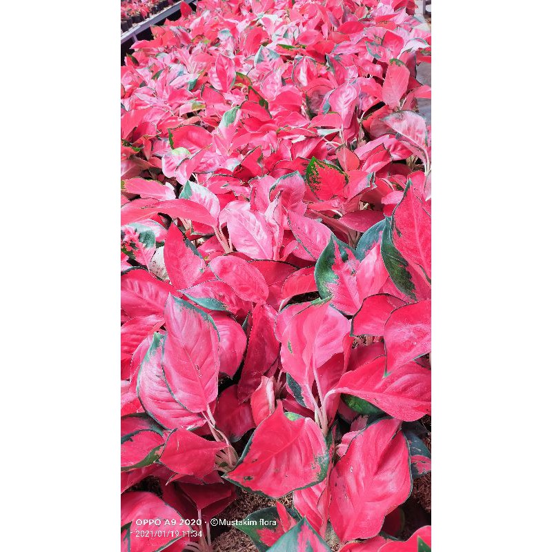 aglaonema suksom jumbo