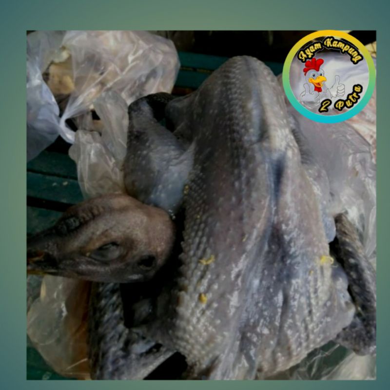 

Ayam Cemani fresh baru potong zise 800 - 1000gram