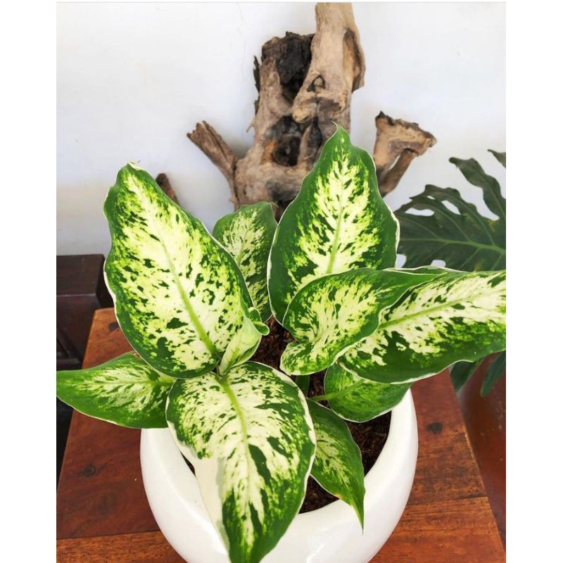 TANAMAN HIAS BLANCENG VARIGATA MURAH - TANAMAN VARIGATA FUNTREE FLOWER