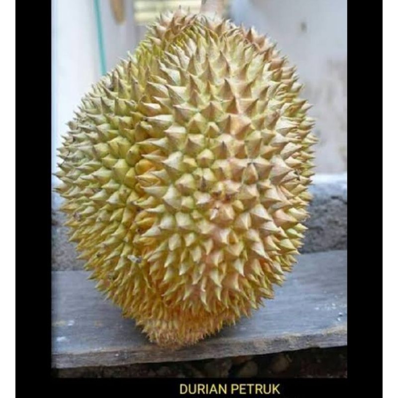 YF Buah Durian Petruk Utuh Segar (berat 2kg)