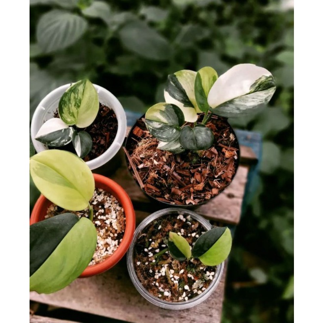 Promo bibit bonggol scindapsus jade satin varigata