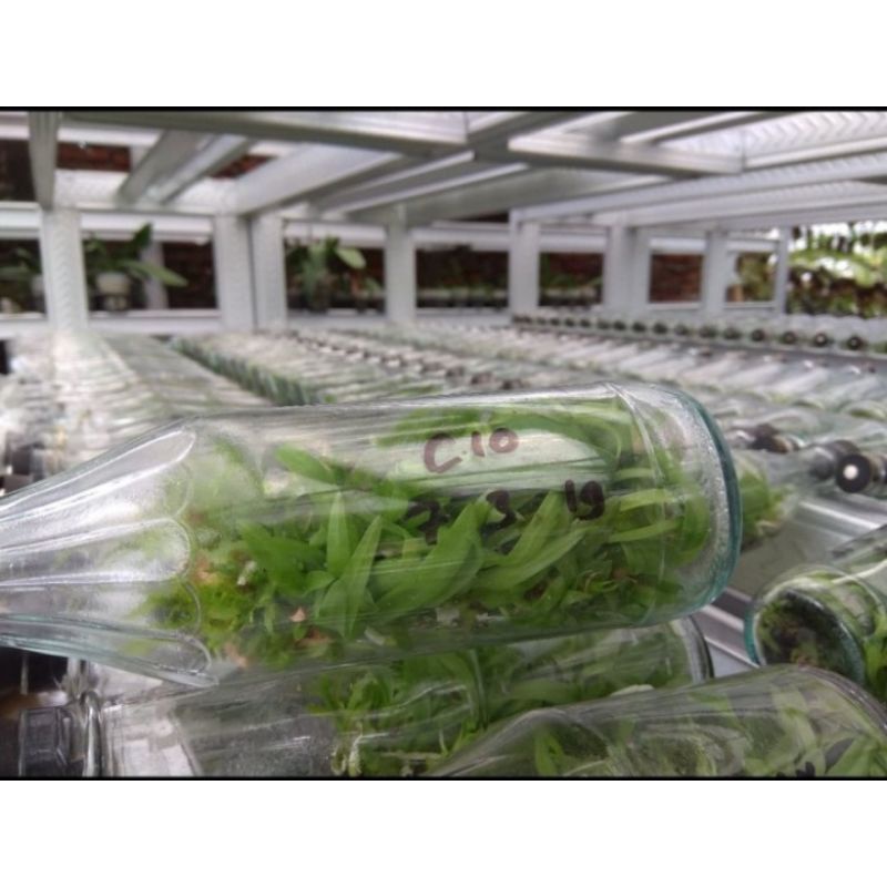 Bibit botol anggrek Cattleya