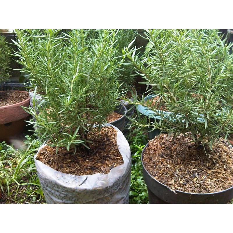Bibit tanaman Rosemary/Pohon Rosemary