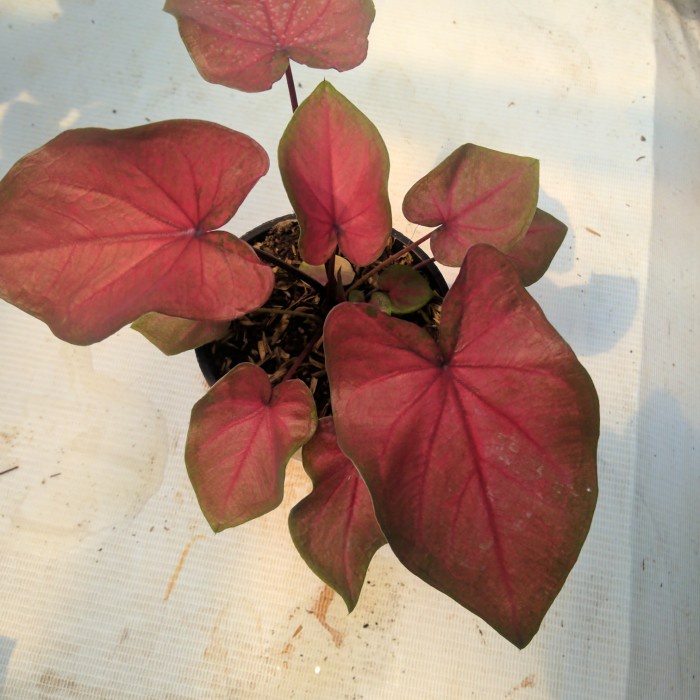 keladi hias ori biji rimbunan real pict tanaman hias caladium hybrid