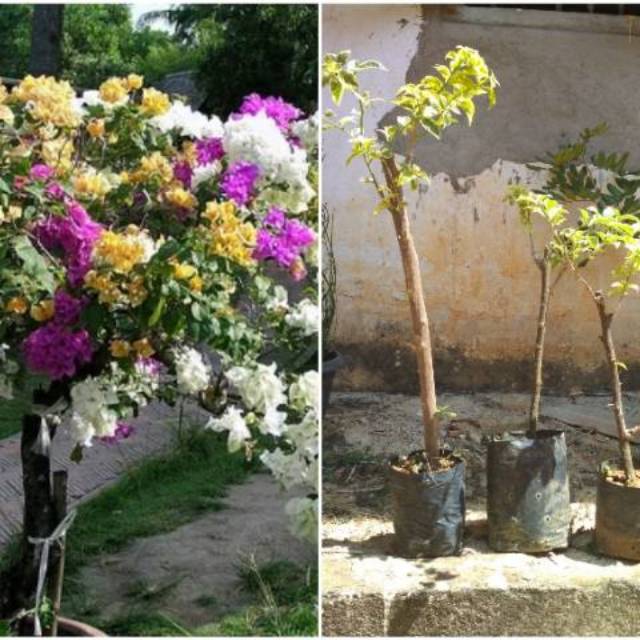 Featured image of post Harga Bunga Bougenville Bunga dengan warna variasi dari jingga perunggu sampai emas pucat ini juga memiliki karakteristik yang sama dengan jenis lainnya