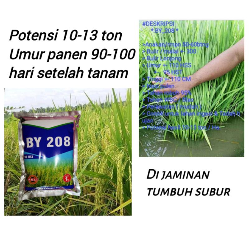 Benih Padi BY 208 asli anakan super banyak