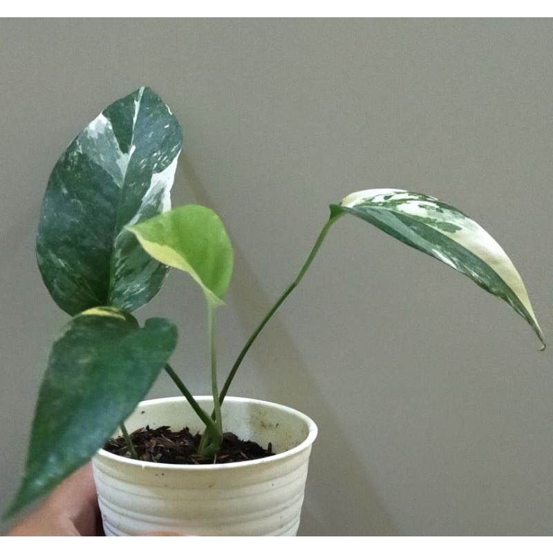 epiprenum pinatum variegata putih 4 daun