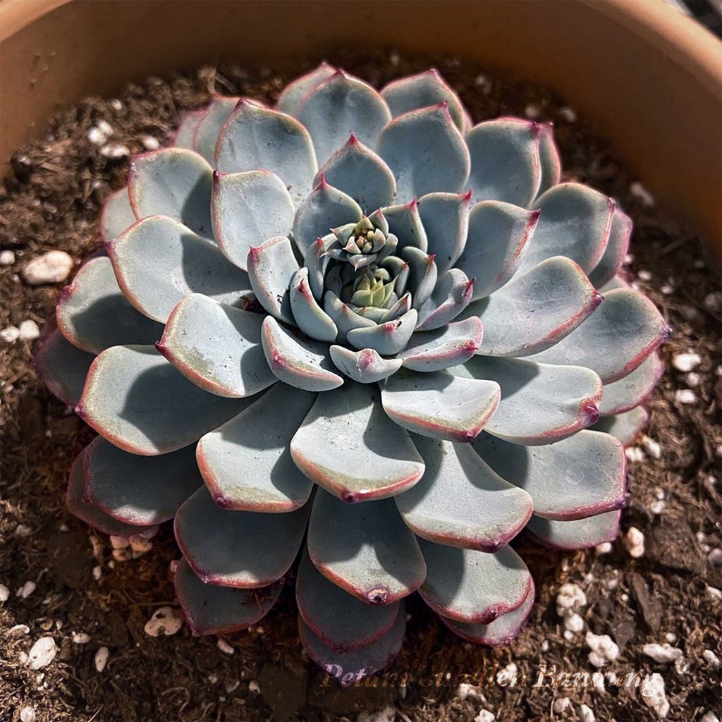 pohon kaktus  tanaman hias  sukulen MINIMA blue sekulen asli 