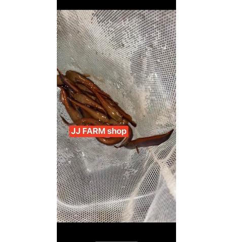 ○ channa chana red barito asli jaminan merah menor pedes size 3cm - 15cm ada ←