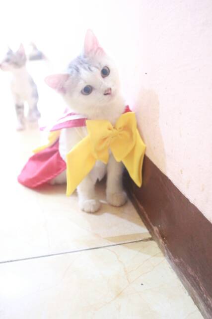 Dress sailormoon Mars untuk kucing &amp; anjing /Jual Baju Kucing Terlengkap &amp; Berkualitas size S-XL