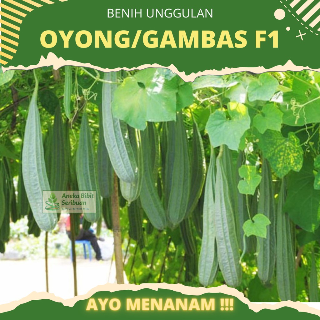 2 Benih Oyong / Gambas Hibrida F1 Grandia Sayuran Rambat Gambas Unggul - Bibit Tanaman Sayur Seribuan