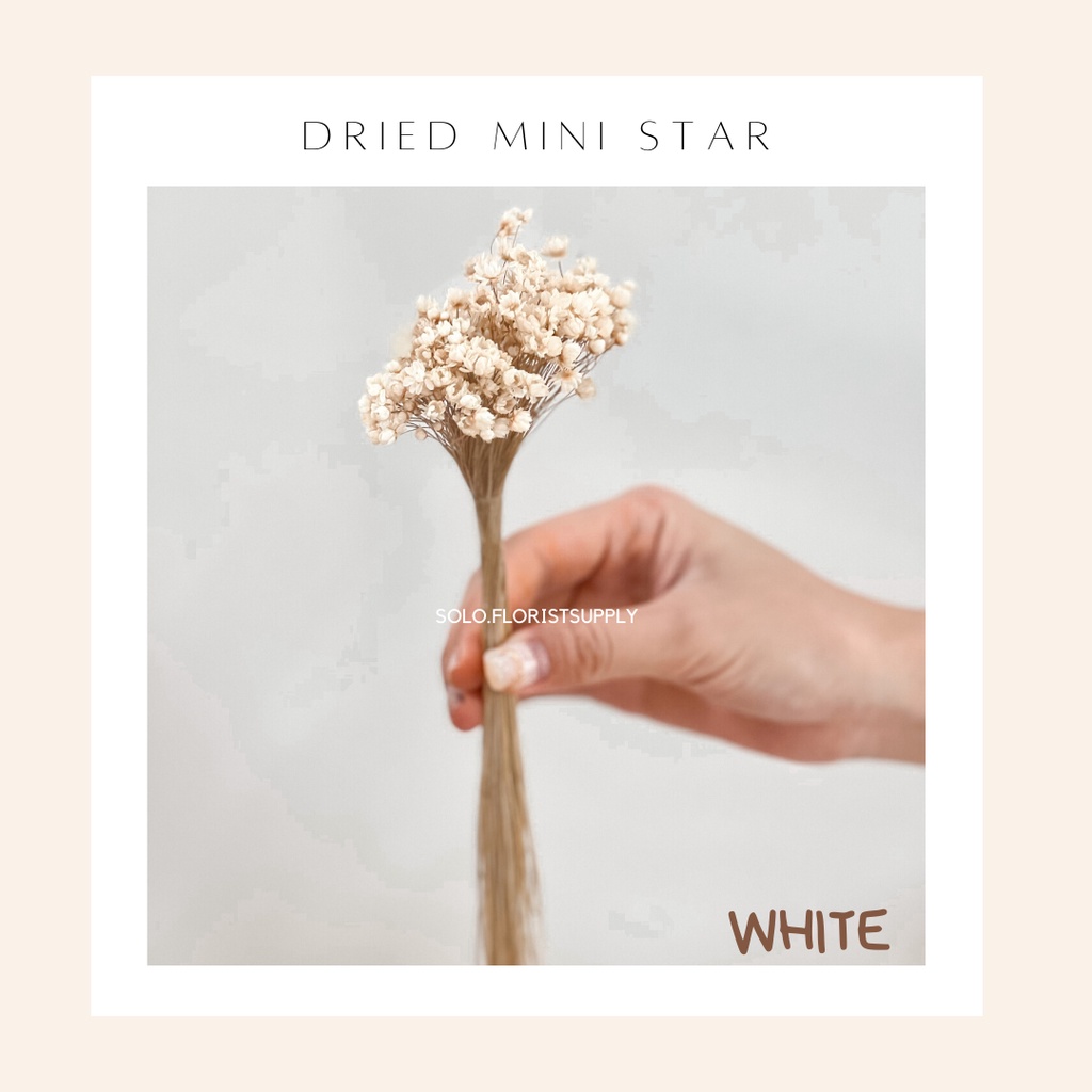 1 IKAT MINI STAR Bunga Kering Dried Flower GLIXIA Mini Daisy Properti Foto Mahar Dekorasi Rustik PRO