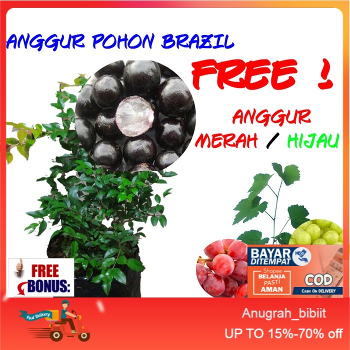 Bibit Tanaman Buah Anggur Jaboticaba