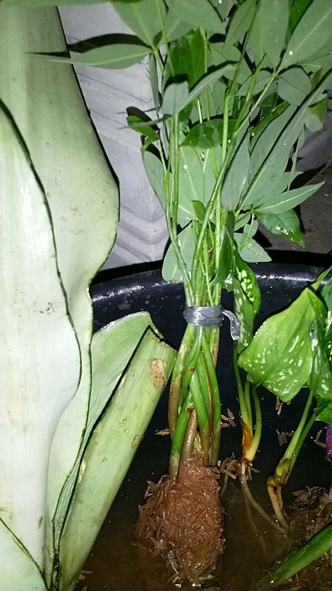 Tanaman Hias Pacira Kepang 9