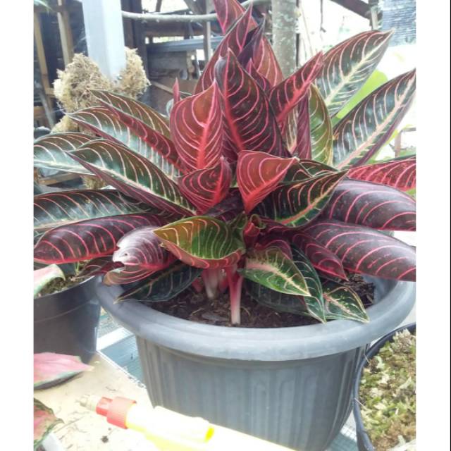 Aglonema red sumatra  - red sumatra indukan isi 14