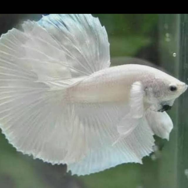 Ikan cupang Halfmoon Super white