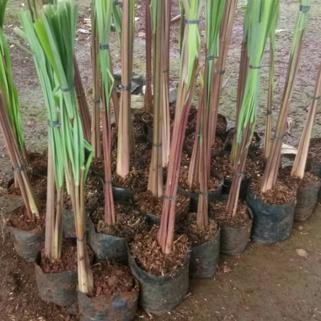 Serai merah sereh merah sereh merah tanaman herbal sereh merah minyak sereh