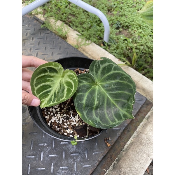 anthurium dorayaki original kuping gajah real pict mangkok