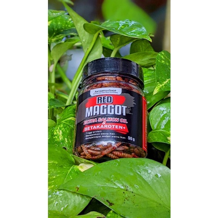 pakan ikan predator channa Red Maggot Bsf Pro++ with Beta Carotene+ 50gr