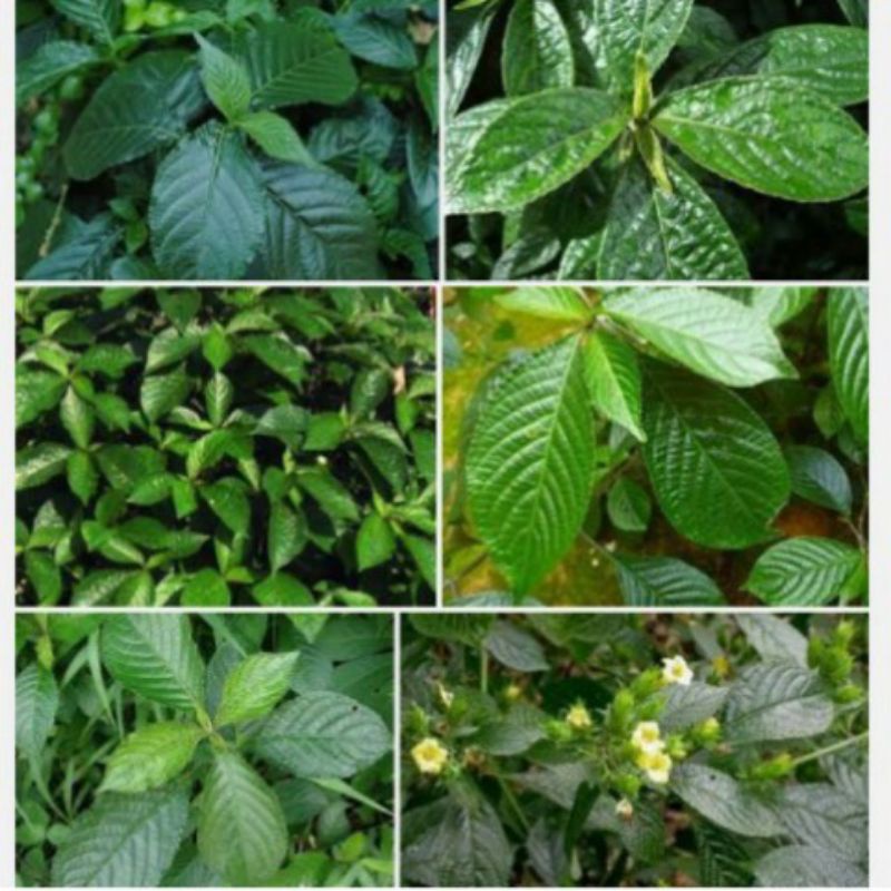 

Daun Keji Beling Segar 500gram