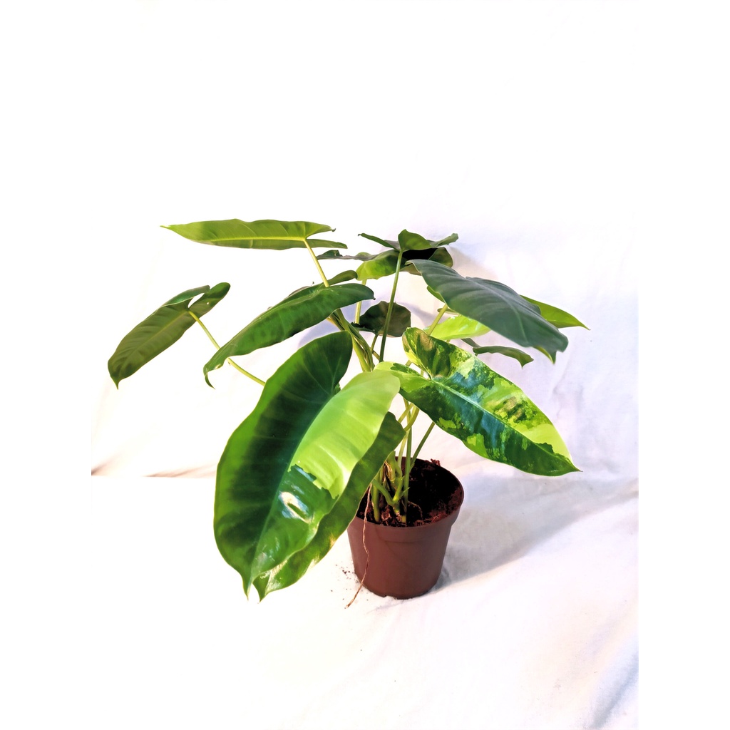 Burle Marx Syngonium (tanaman hias syngonium burle marx) bisa COD/TF