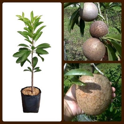 PAKET HEMAT 3 BIBIT SAWO JUMBO