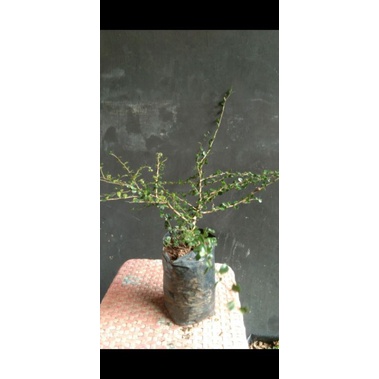 bibit bonsai hokiantea micro