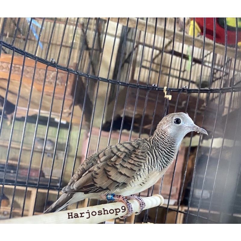 Burung perkutut bangkok super