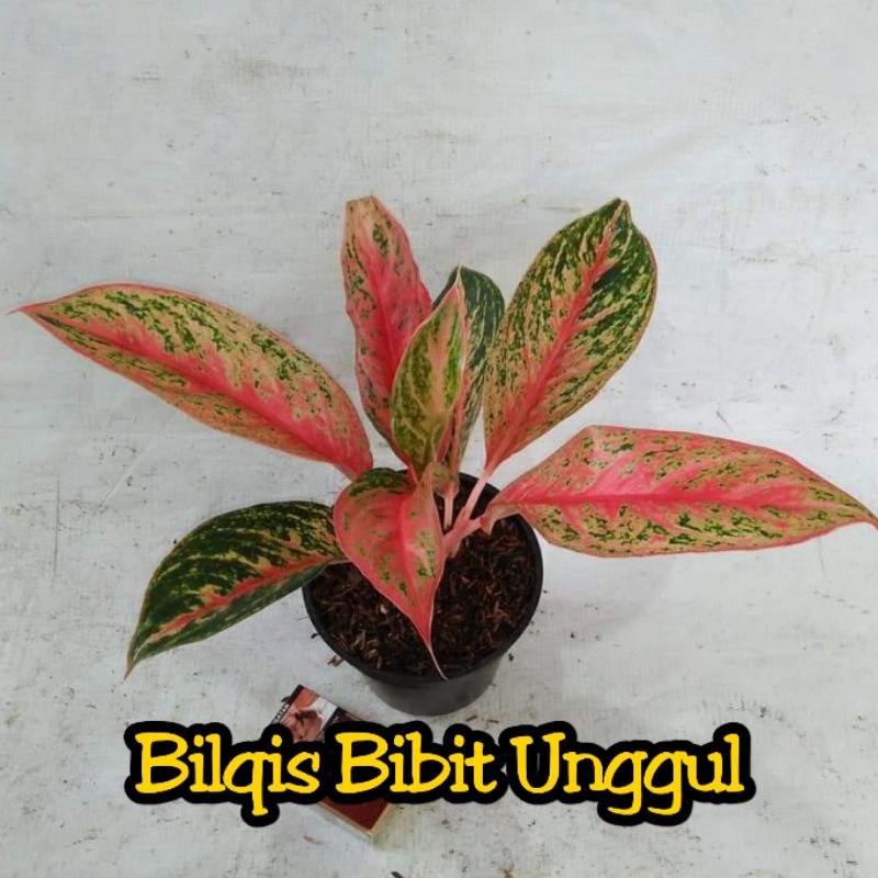 bunga aglonema red metalik/metalic