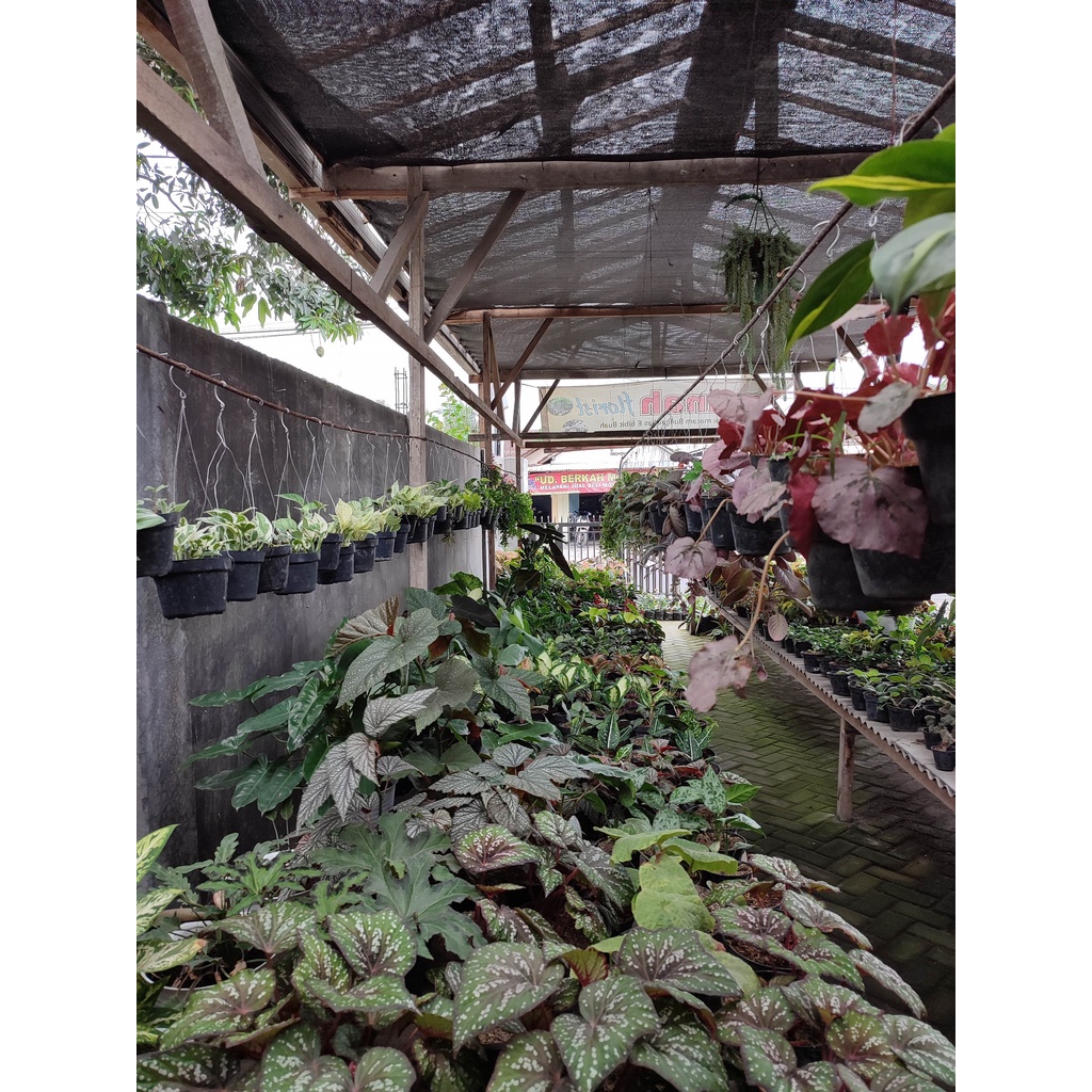 Tanaman Hias Bunga Murah Black Congo Tanaman Philodendron Black