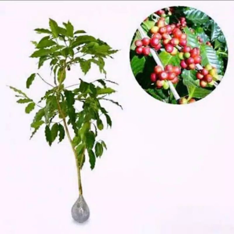 benih kopi arabica robusta (beli 7 gratis 1)