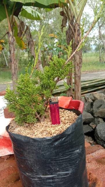 Bahan bonsai cemara