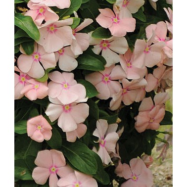 Benih Bunga Vinca Tegak Import