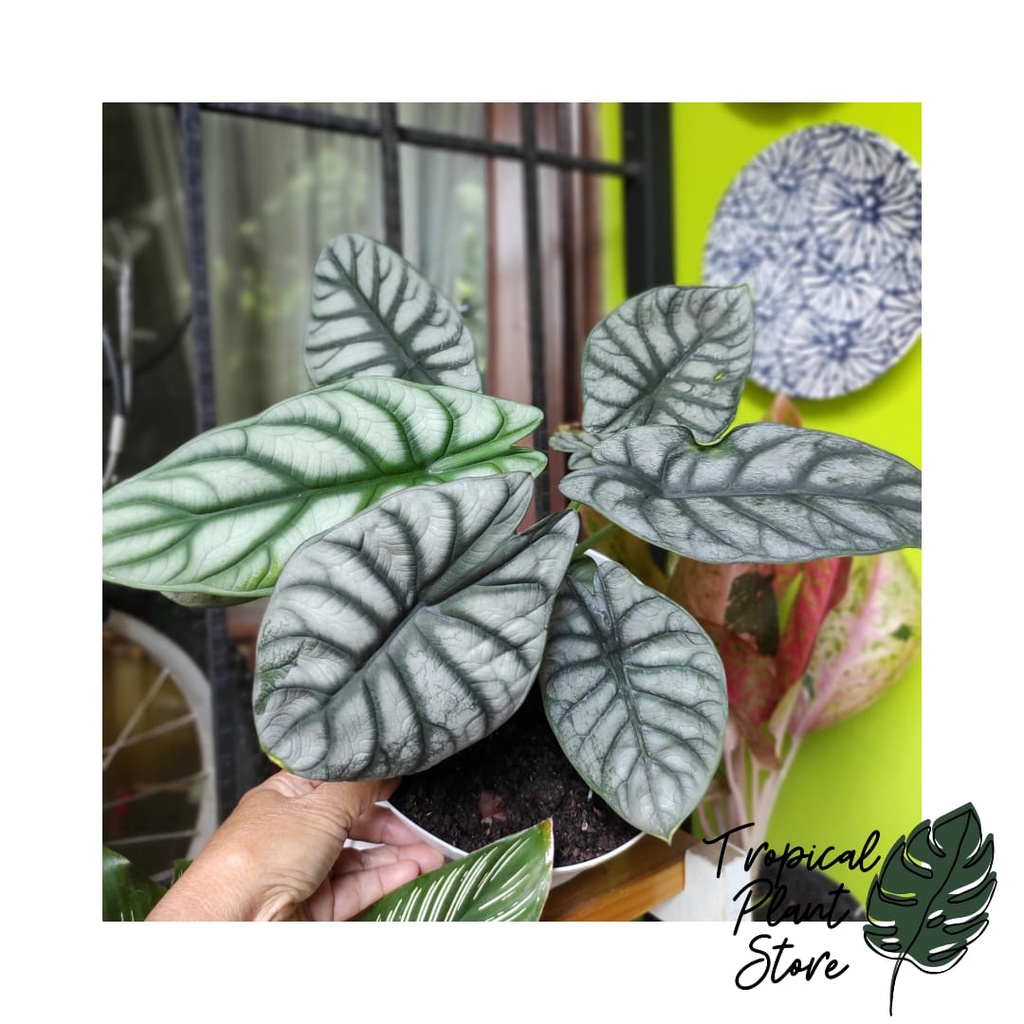 Alocasia Dragon Silver ( Anakan 3-4 Daun )