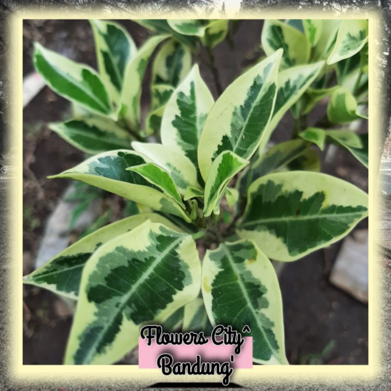 Pohon Beringin variegata