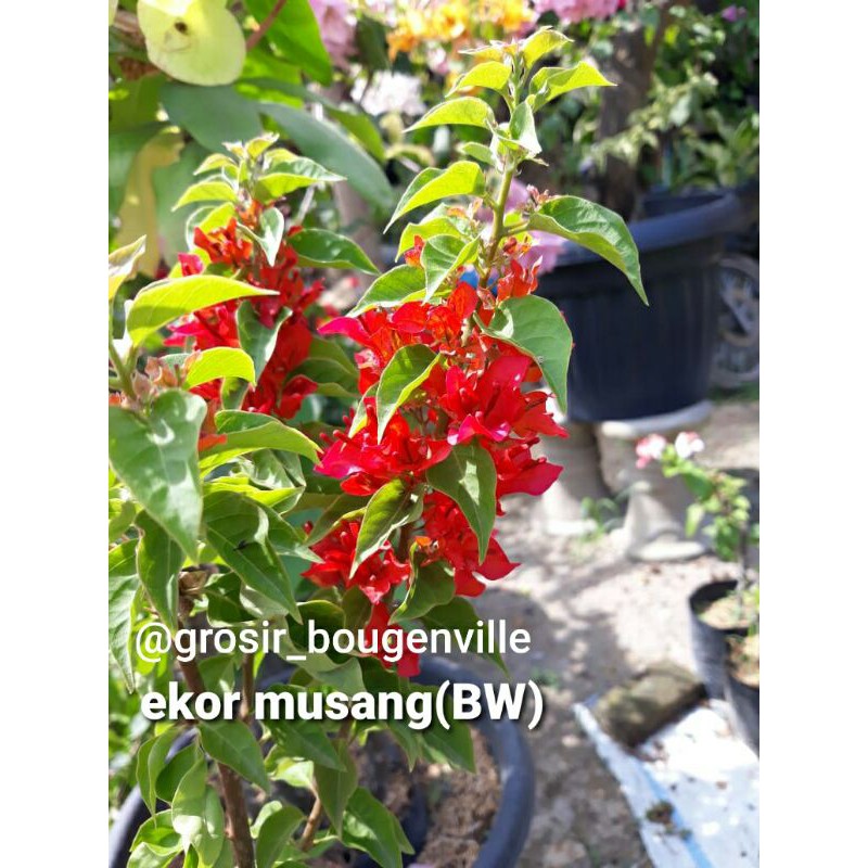 Bougenville ekor musang