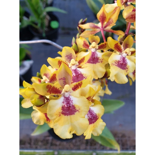 NEW PORODUK ANGGREK REMAJA ONCIDIUM GOLDEN ORIOLE WANGI