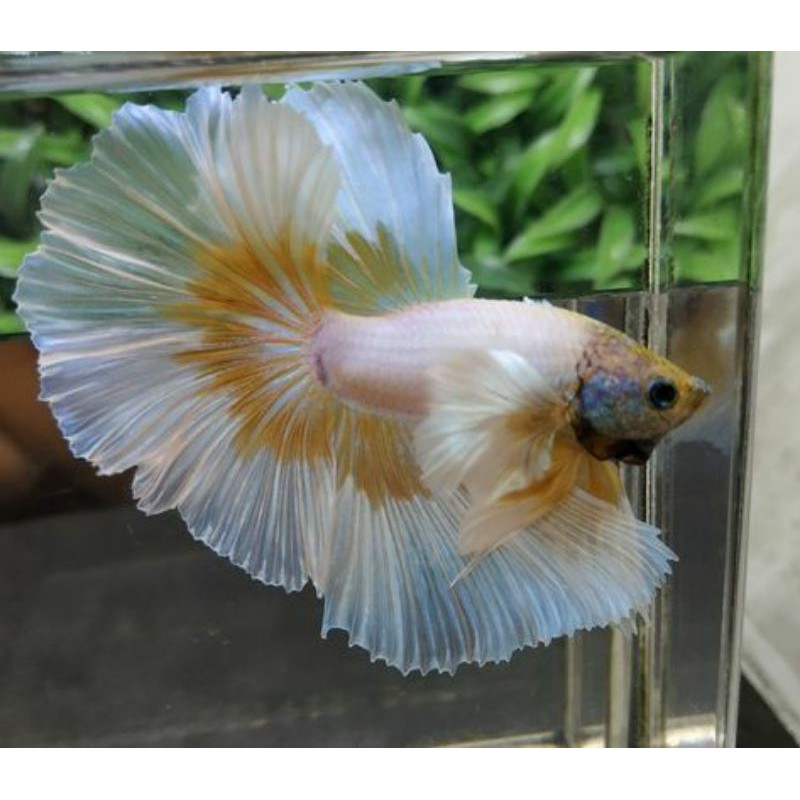 ikan cupang - dumbo ear - hm dumbo ear - plakat dumbo ear- dumbo ear soft gold - dumbo ear pineapple