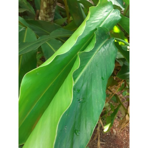 

10 lembar daun kapulaga segar