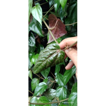 

Daun Sirih Merah Fresh 20 Lembar