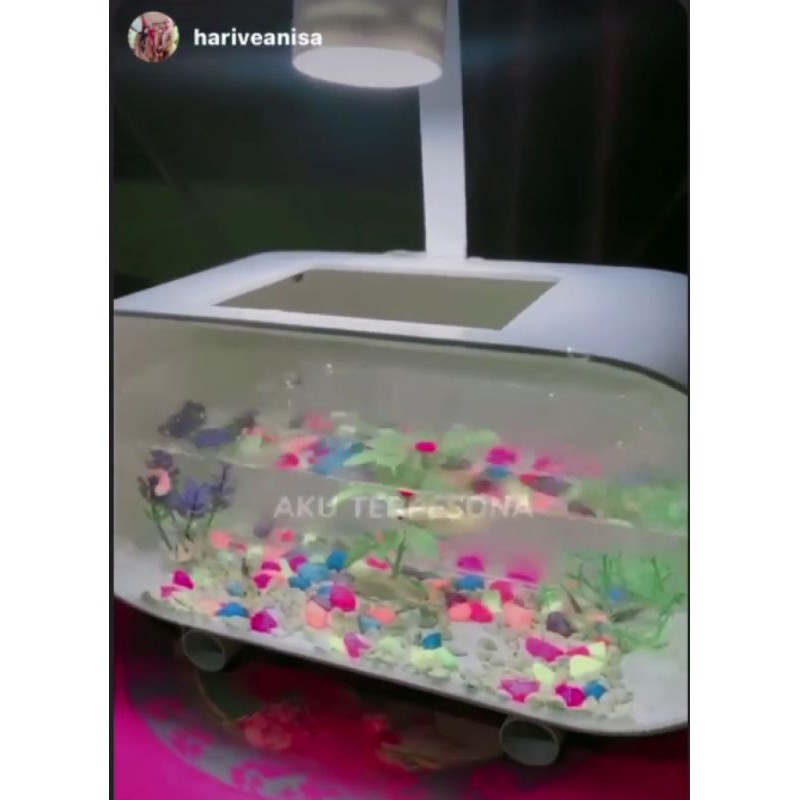 Aquarium mini unik bentuk oval