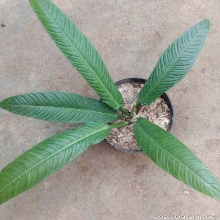 ( BISA COD )  Tanaman Hias Indoor Philodendron Linnet Lynnete / Tanaman Hidup Anthurium Lynet Tanaman Indoor Linet Linette Bunga Philo Linet Promo H6H